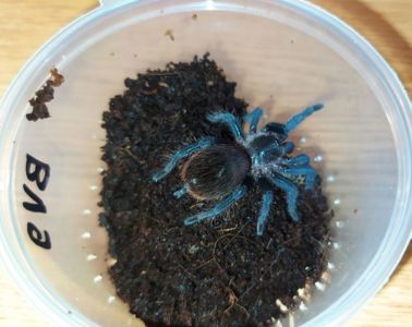 Brachypelma vagans