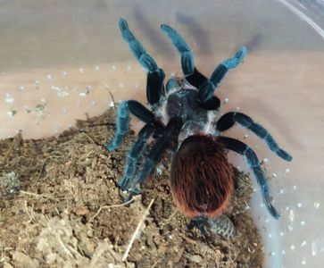 Brachypelma vagans
