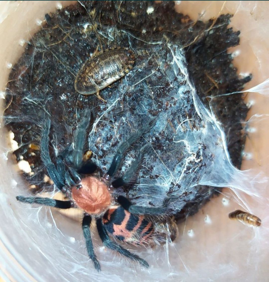 Davus fasciatum