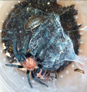 Davus fasciatum