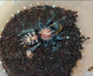 Davus fasciatum