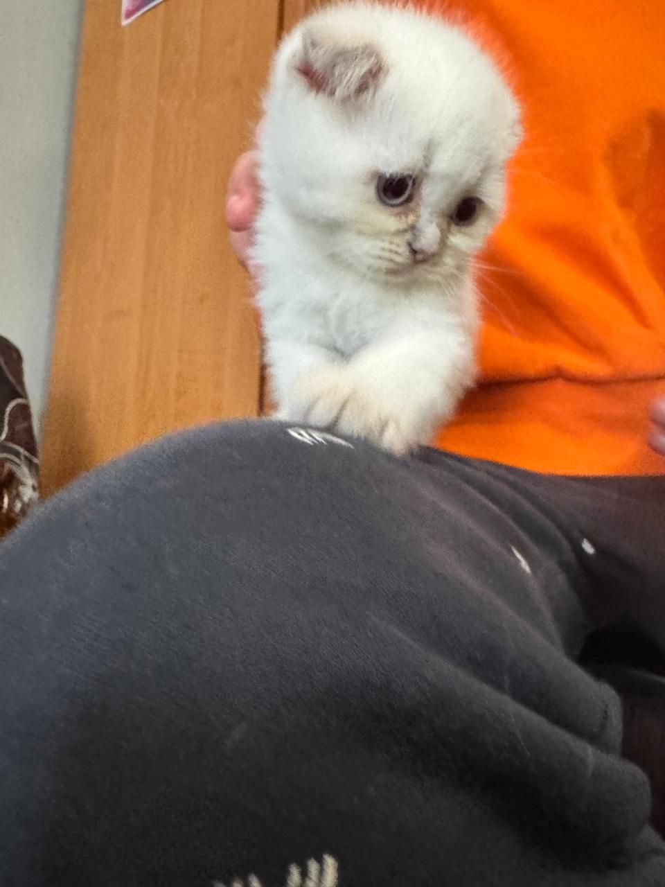 Кошенята шотланці