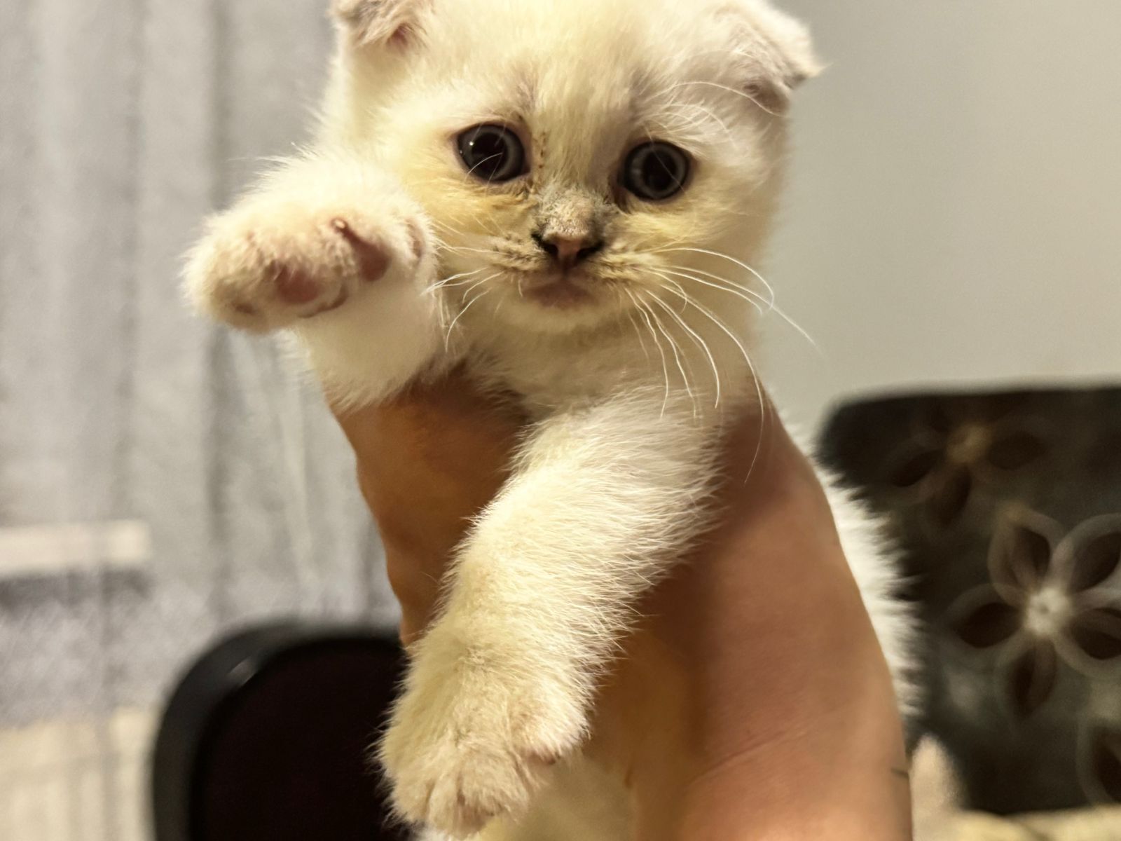 Кошенята шотланці
