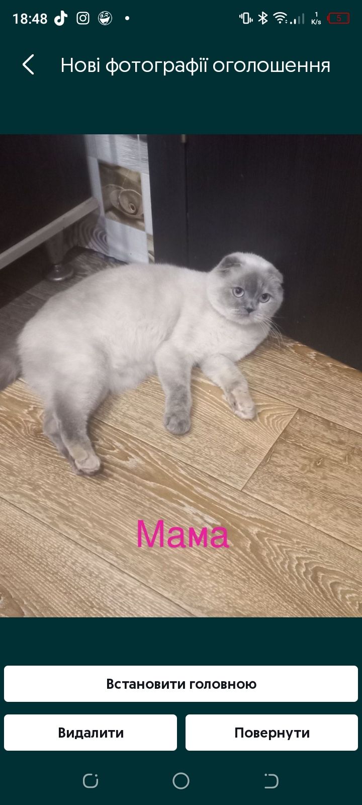 Кошенята шотланці