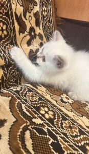 Кошенята шотланці