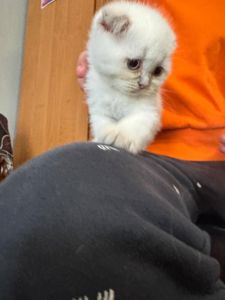 Кошенята шотланці