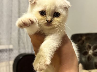 Кошенята шотланці