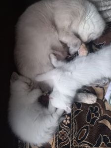 Кошенята шотланці