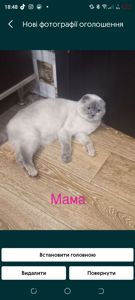Кошенята шотланці