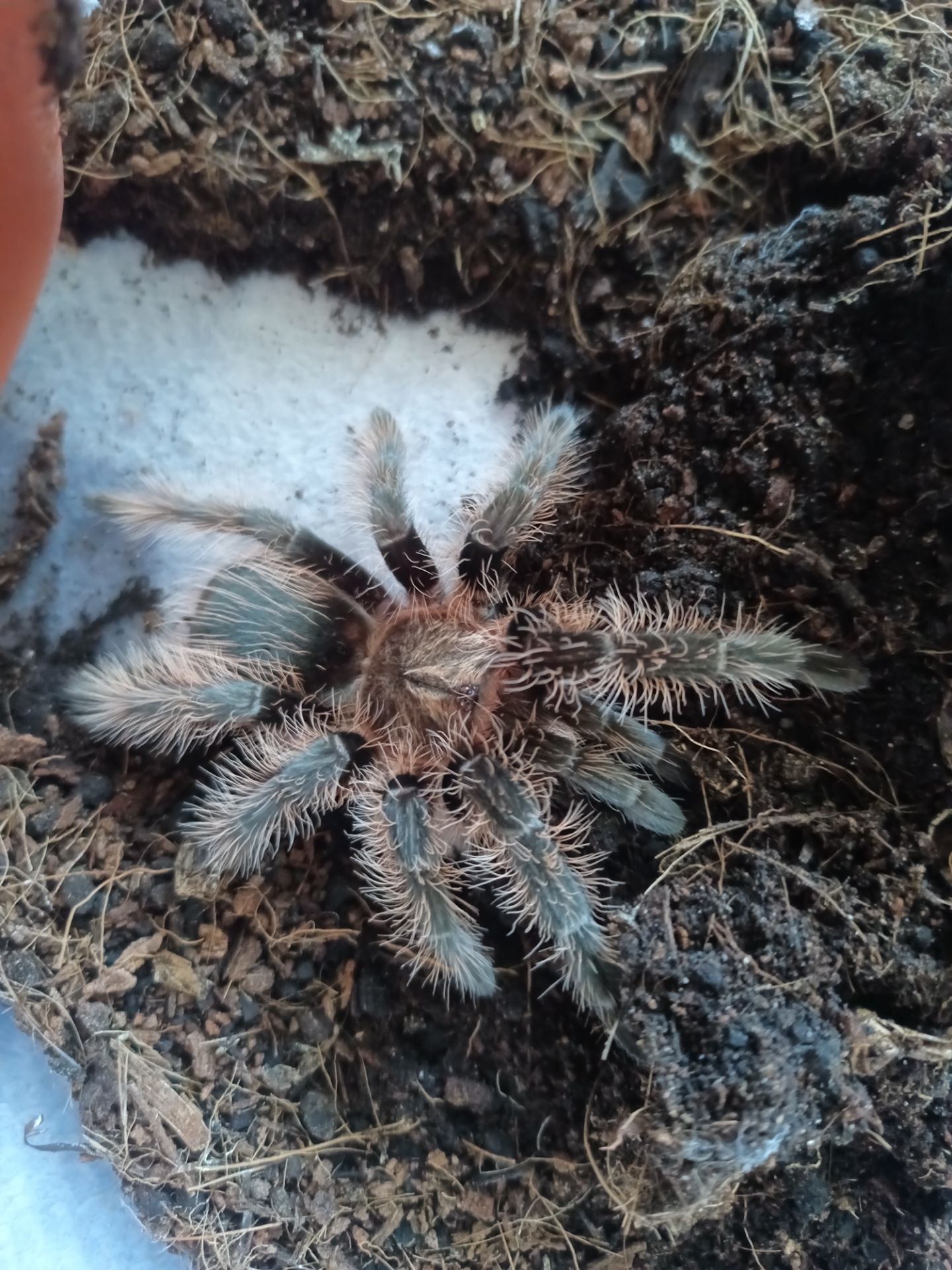 Tliltocatl Albopilosus