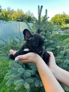 Цуценята французький бульдог