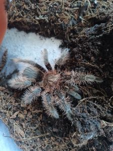 Tliltocatl Albopilosus