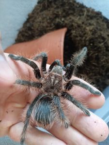 Tliltocatl Albopilosus