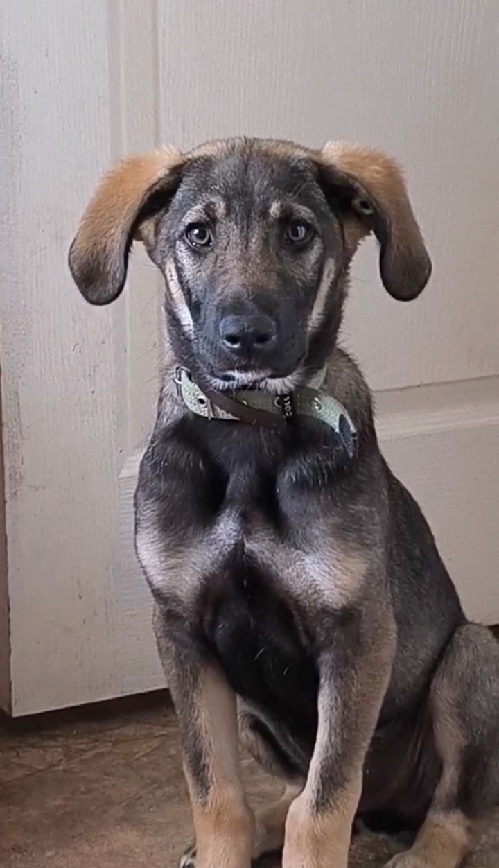 Лютiк
