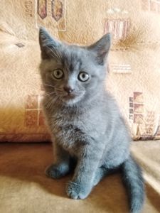 Котик британский голубой(короткошорстный)
