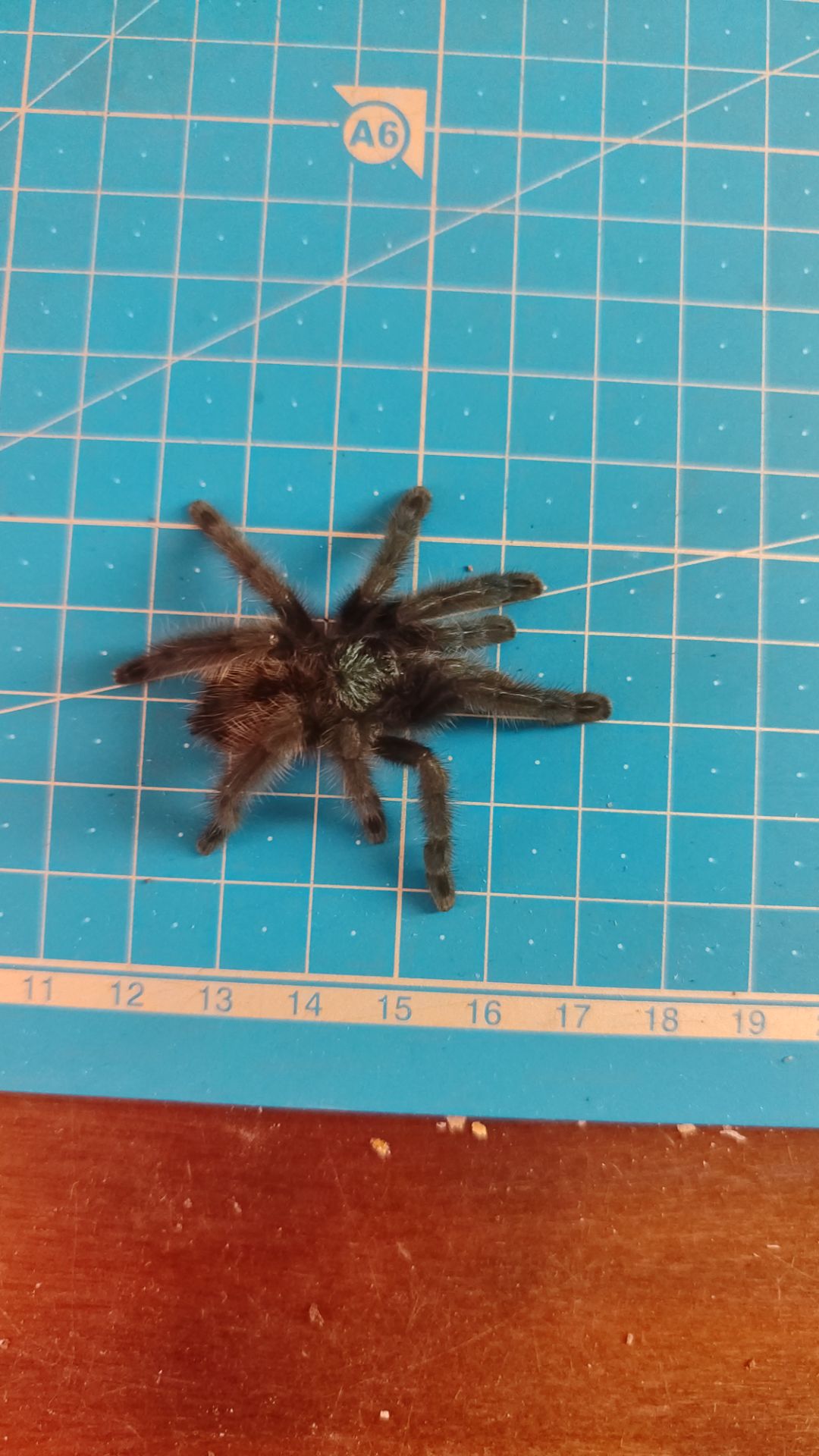 Caribena Versicolour (avicularia)