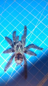 Caribena Versicolour (avicularia)