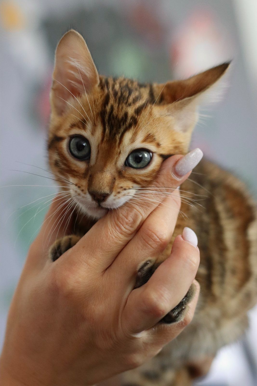 Клубні бенгальські кошенята