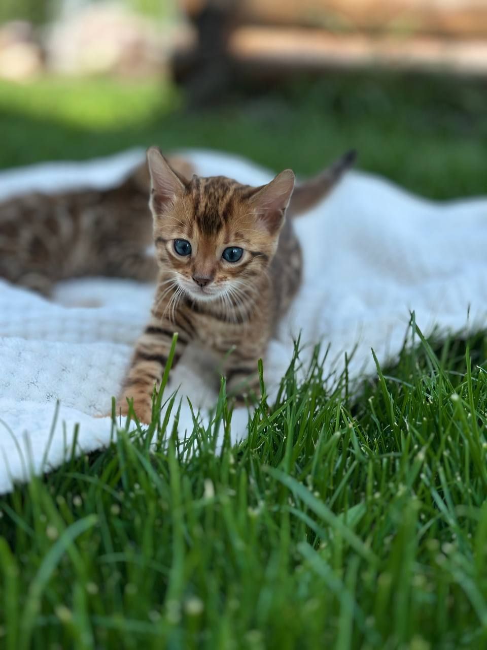 Клубні бенгальські кошенята