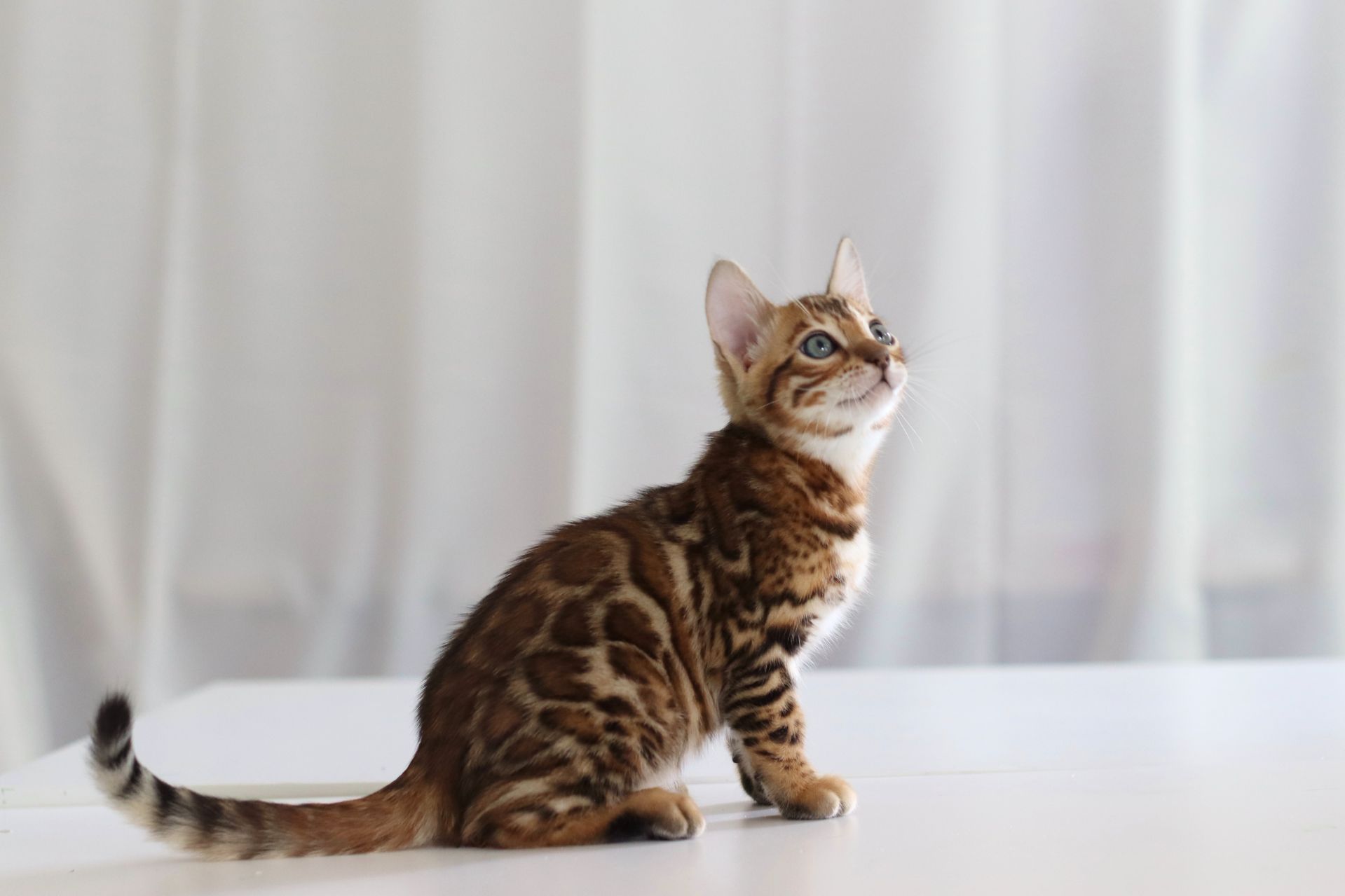 Клубні бенгальські кошенята