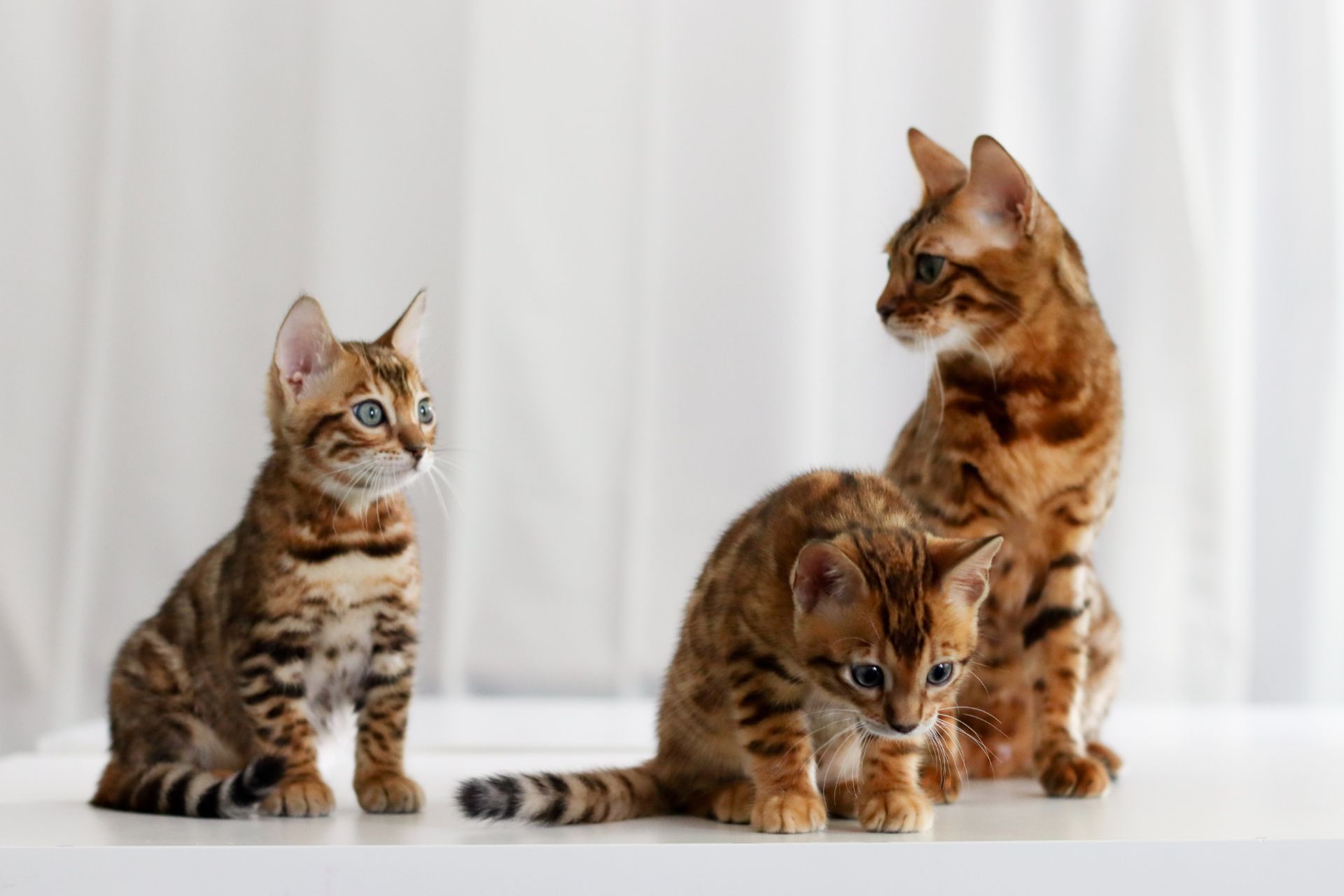 Клубні бенгальські кошенята