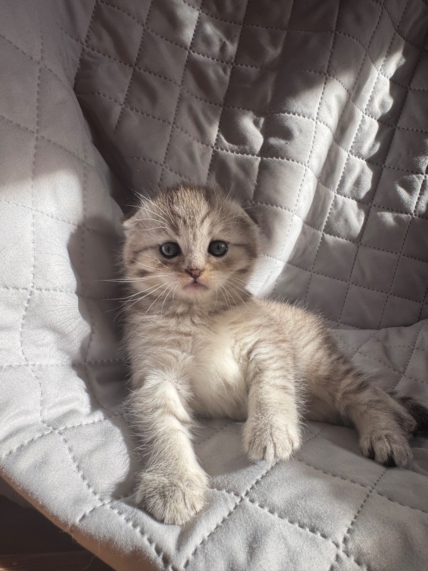 Шотландське кошеня, дівчинка, сріблястий таббі, висловуха