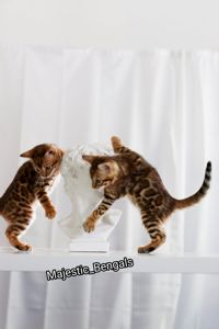 Клубні бенгальські кошенята