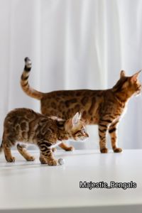 Клубні бенгальські кошенята
