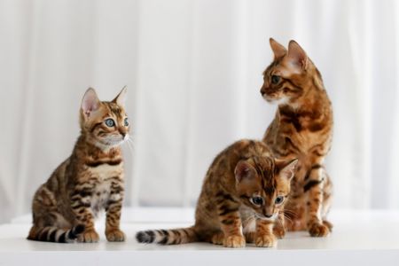 Клубні бенгальські кошенята
