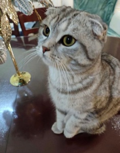 Шотландські кошенята. Scotish Foold/Skotish Straight