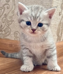 Шотландські кошенята. Scotish Foold/Skotish Straight