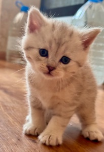 Шотландські кошенята. Scotish Foold/Skotish Straight