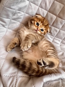 Шотландські кошенята. Scotish Foold/Skotish Straight