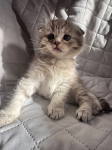 Шотландські кошенята. Scotish Foold/Skotish Straight