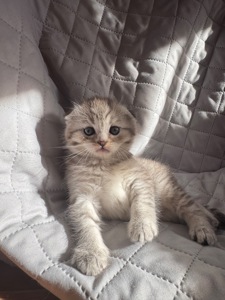 Шотландське кошеня, дівчинка, сріблястий таббі, висловуха