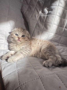 Шотландське кошеня, дівчинка, сріблястий таббі, висловуха