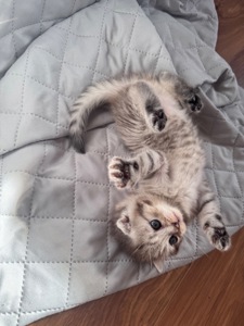Шотландське кошеня, дівчинка, сріблястий таббі, висловуха