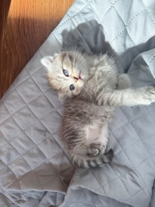 Шотландське кошеня, дівчинка, сріблястий таббі, висловуха