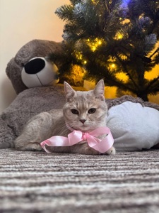 Шотландські кошенята. Scotish Foold/Skotish Straight