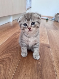 Шотландські кошенята. Scotish Foold/Skotish Straight