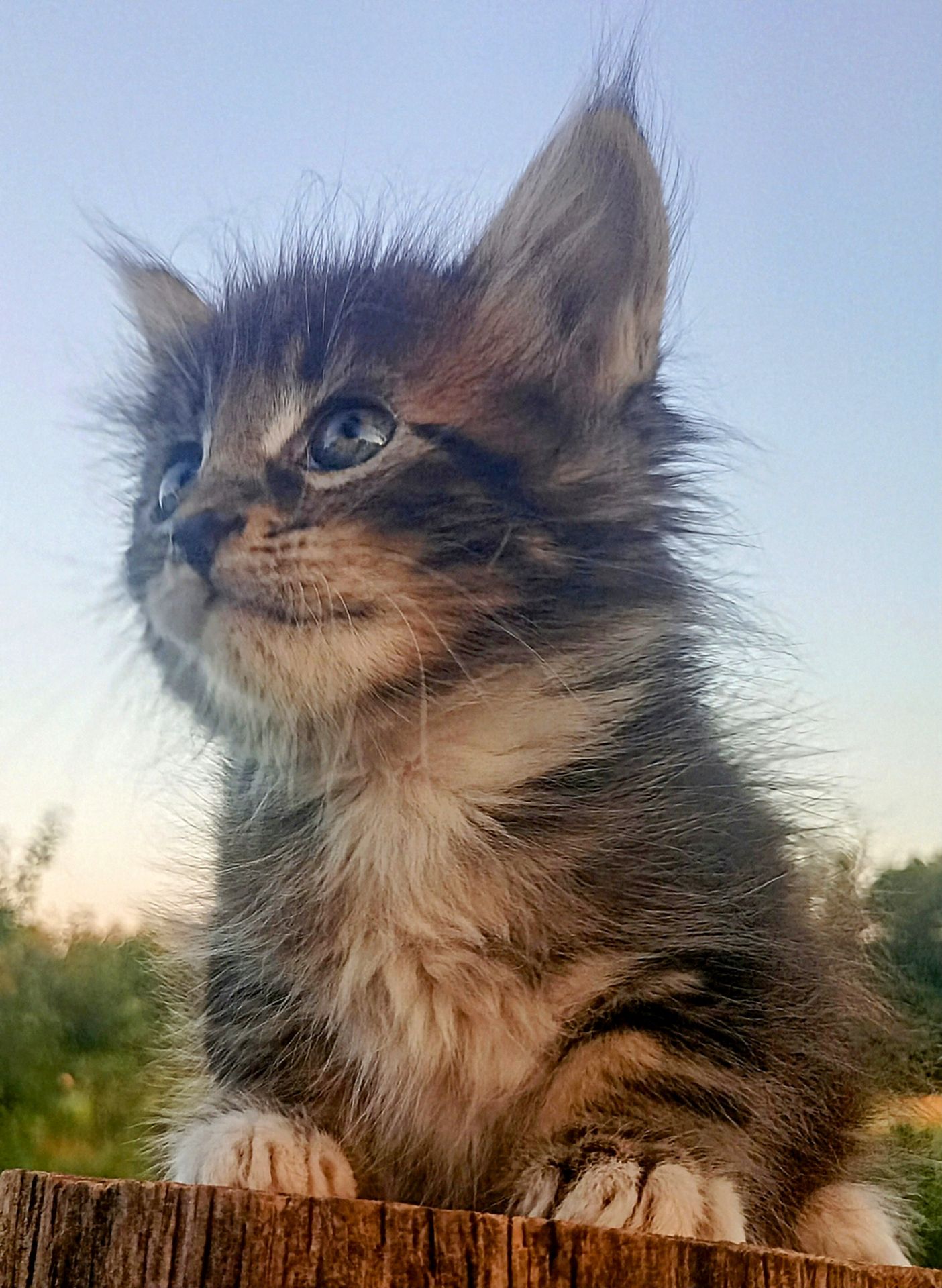 Кошенята МЕЙН КУН