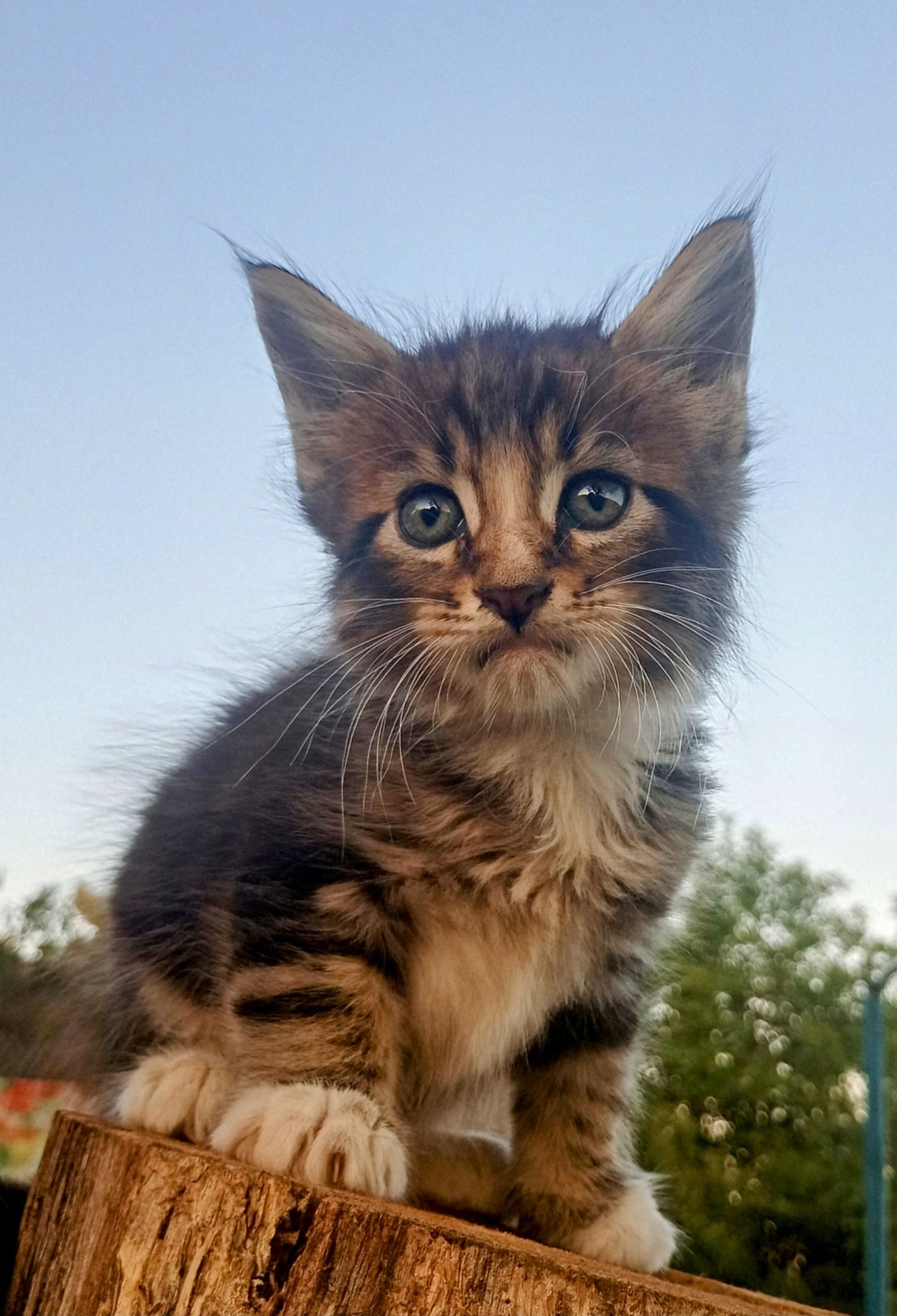 Кошенята МЕЙН КУН