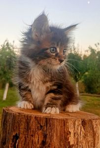 Кошенята МЕЙН КУН