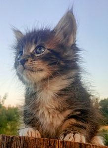 Кошенята МЕЙН КУН