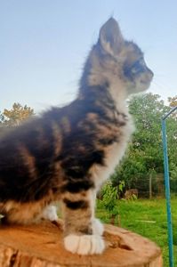 Кошенята МЕЙН КУН