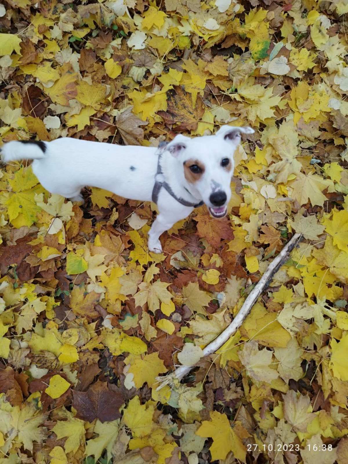 Джоні