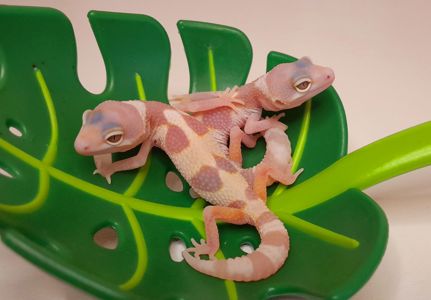 Ящірка