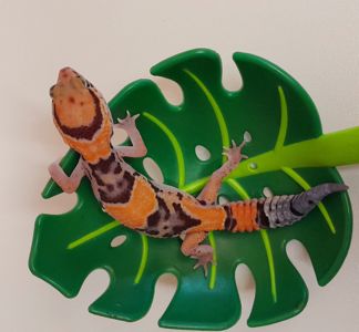 Гемітеконікс