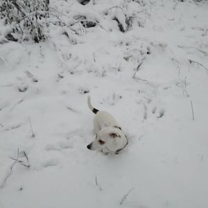 Джоні