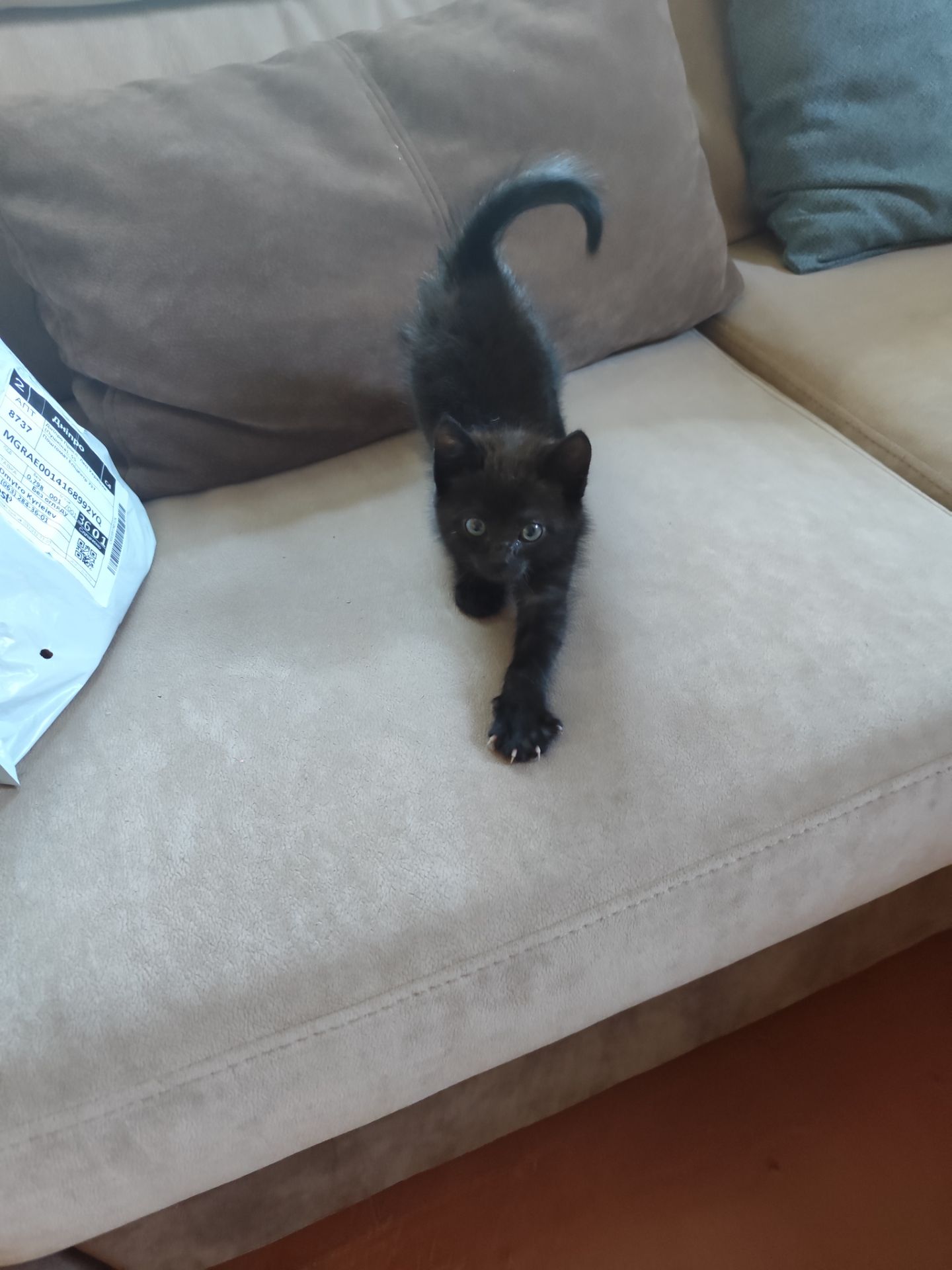 Кот, котик